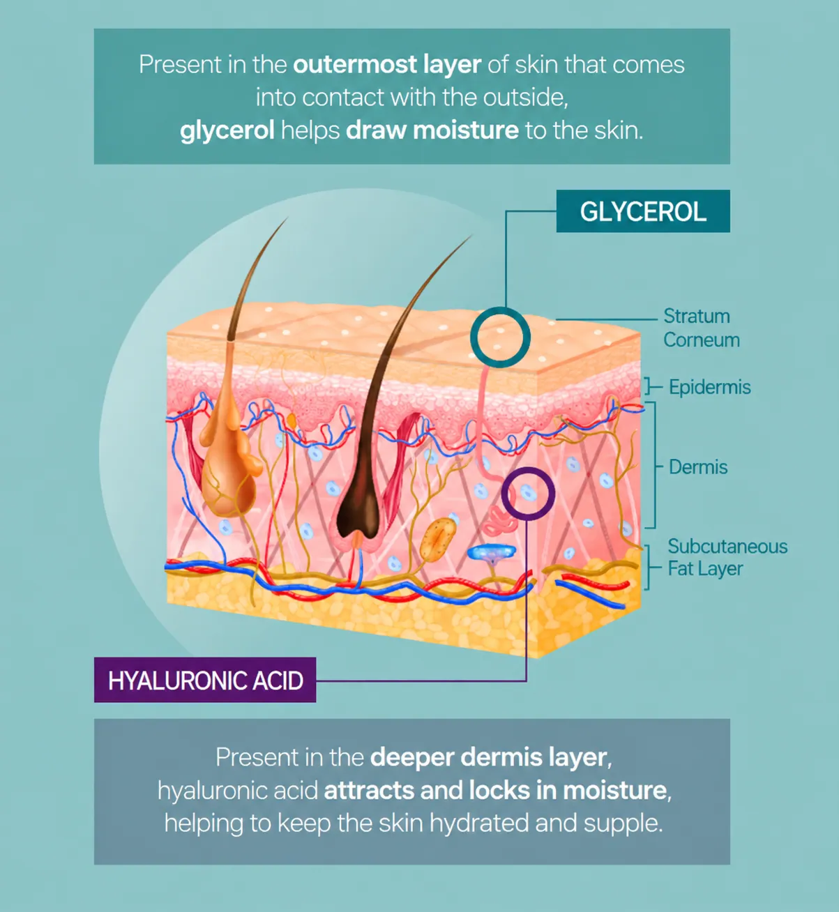 skin barrier