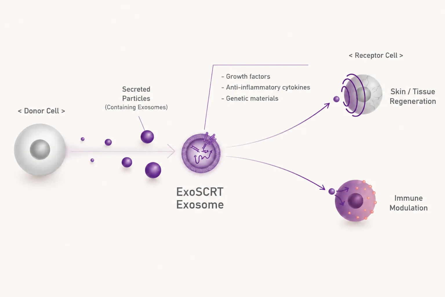 Exosome reticulum structure