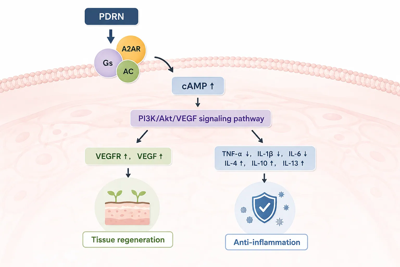 Adenosine A2A receptor