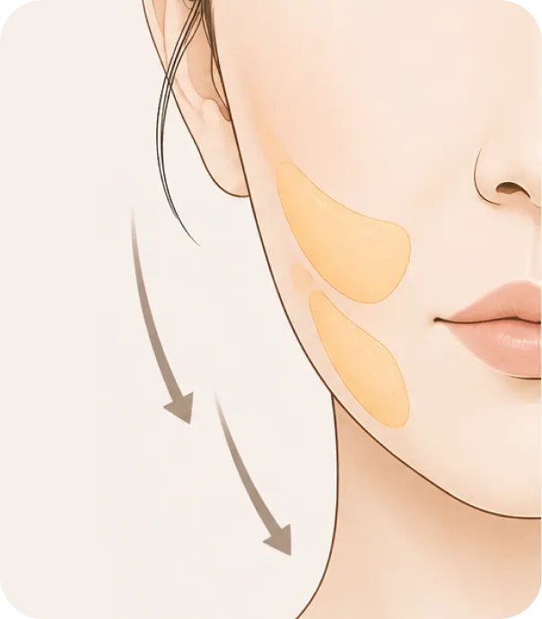 The fat layer and structure move downward.